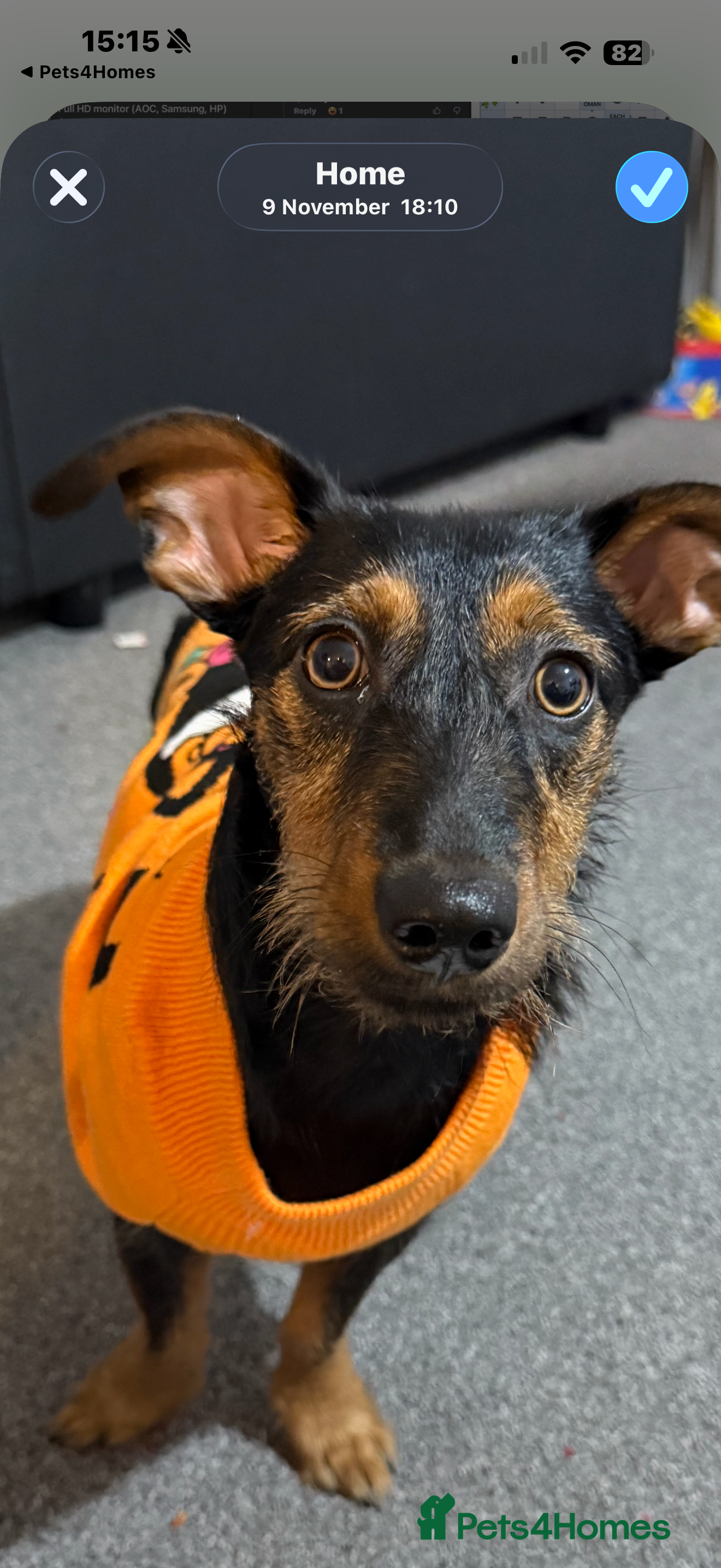 Mixed Breed dogs Miniature dashhound mix - Advert 17