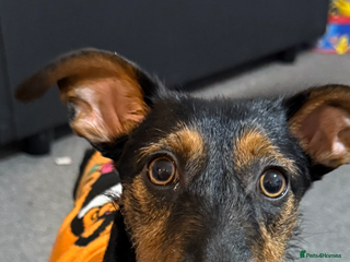 Mixed Breed dogs Miniature dashhound mix - Advert 17