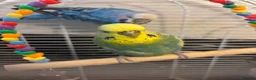 Budgerigars birds for sale: 2 budgies - Advert 1