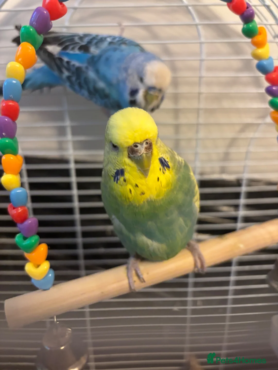 Budgerigars birds for sale: 2 budgies - Advert 1