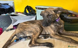 Mixed Breed dogs for adoption: Dawn - Norwich Norfolk  - Image 1