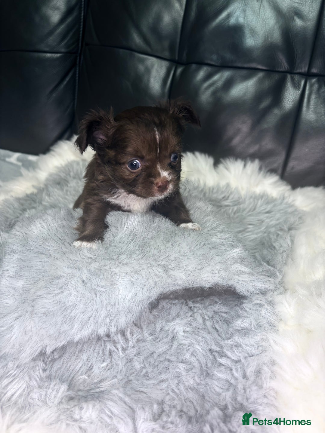 Chihuahua dogs for sale: Stunning tiny Chihuahua puppy’s male female  - Advert 5