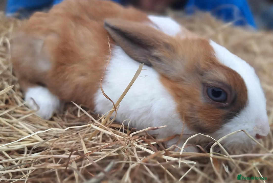 Dutch rabbits for sale: 6 Dutch rabbits - Advert 1