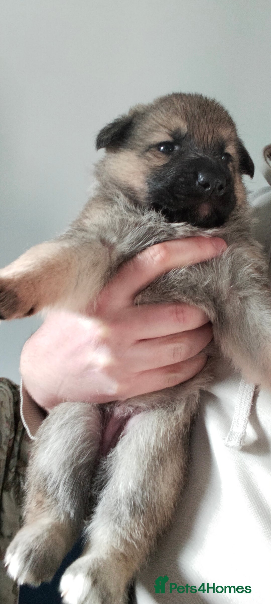 German Shepherd dogs for sale: GSD puppies for sale - Advert 7
