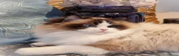 Ragdoll cats for sale: 🥰🎀 2 Stunning retired Queens top European lines - Advert 10