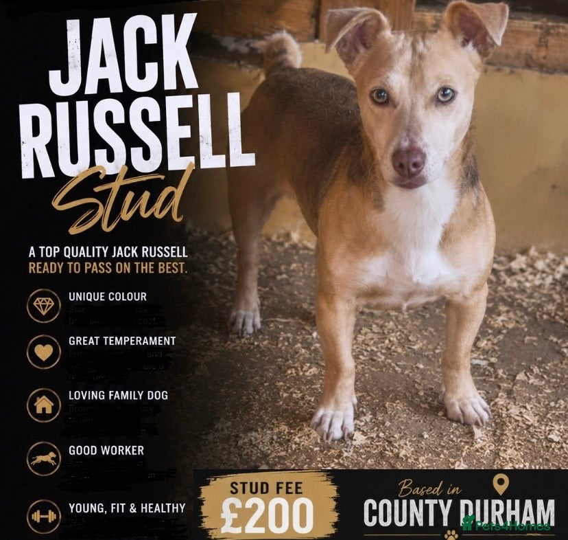 Jack Russell dogs Stunning jack Russel stud  - Advert 1