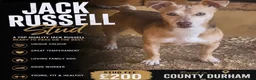Jack Russell dogs for stud: Stunning jack Russel stud  in Durham - Advert 1