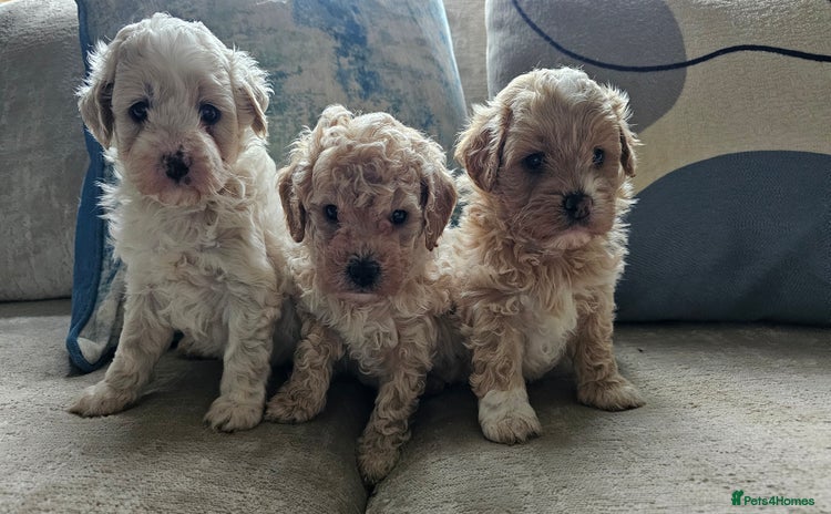 Mixed Breed dogs - Advert 9