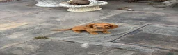 Cocker Spaniel dogs for sale: GorgeousCocker spaniel puppies in Whitchurch - Advert 7
