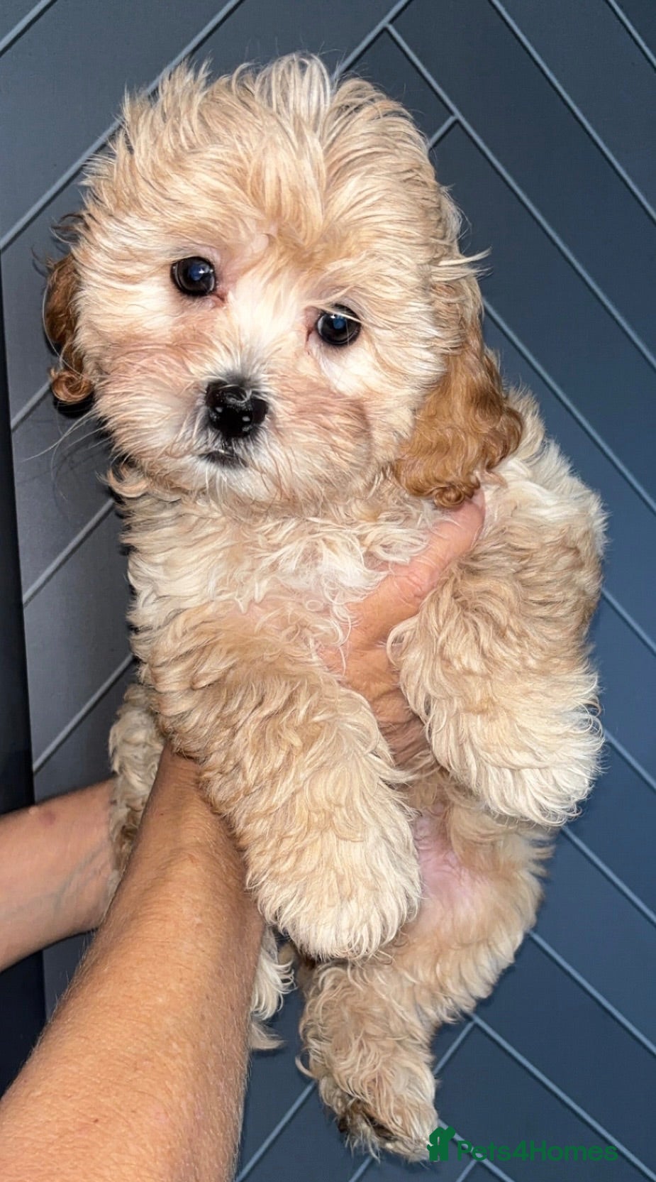 Shihpoo dogs Beautiful F1 Shihpoos - Advert 2