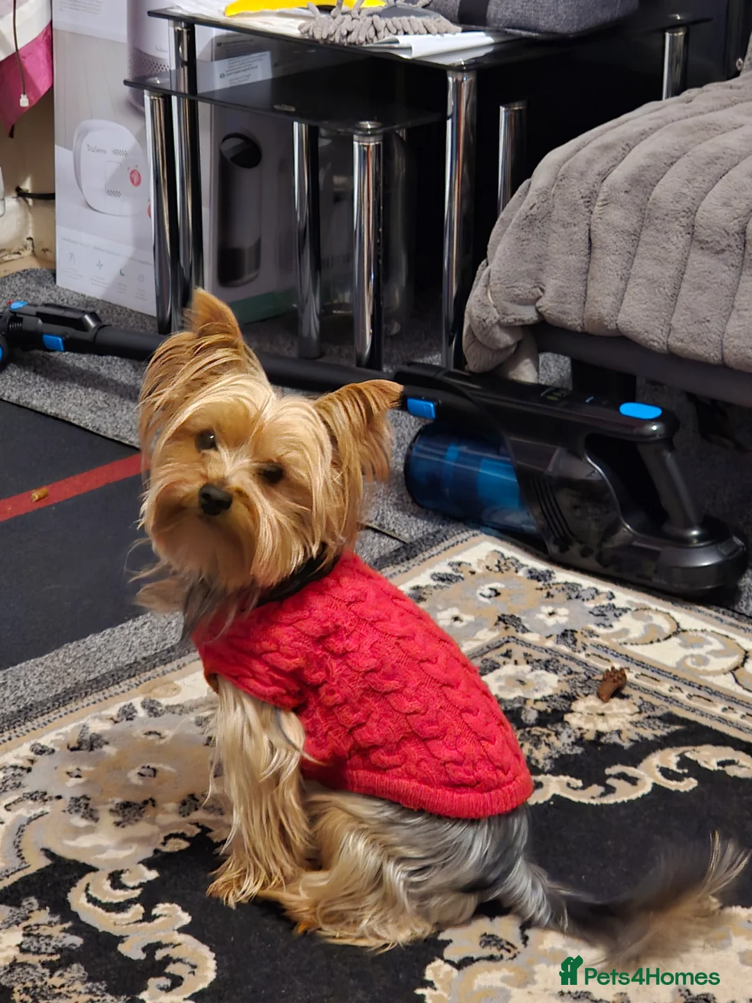 Yorkshire Terrier dogs for stud: Whisky search for love - Advert 1