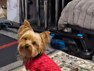 Yorkshire Terrier dogs Whisky search for love - Advert 3