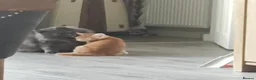 Mixed Breed cats for sale: Ginger kitten  in Sunderland - Advert 2