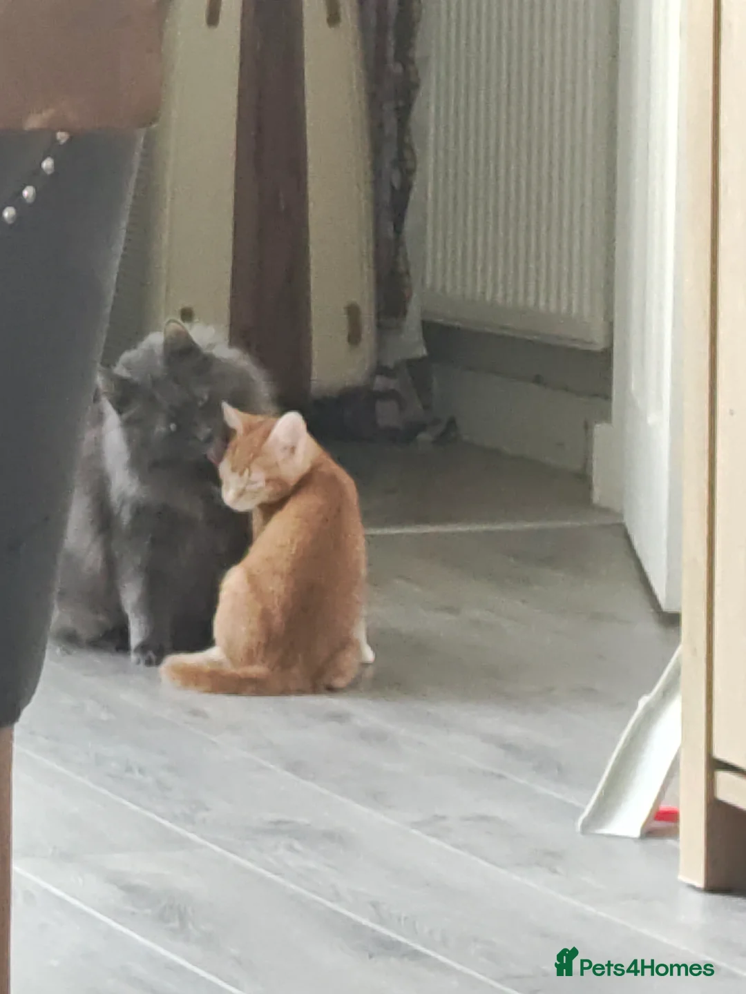 Mixed Breed cats for sale: Ginger kitten  in Sunderland - Advert 2