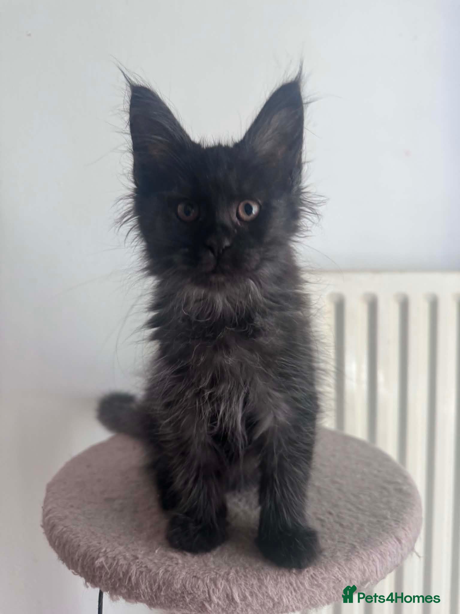 Maine Coon cats Maine Coon active kittens - Advert 1