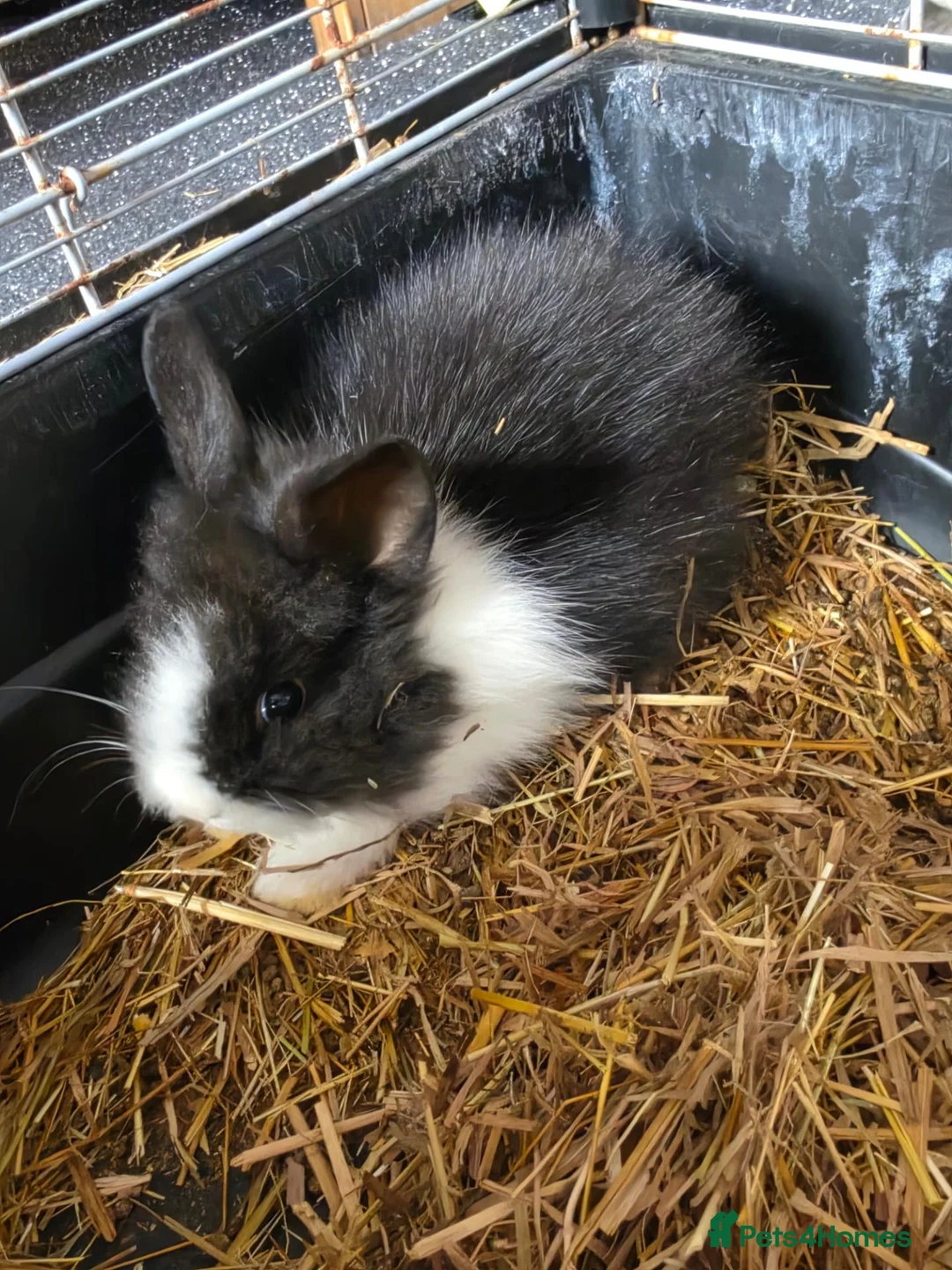 Mini Lion Lop rabbits for sale: Two male bunnies - Advert 2
