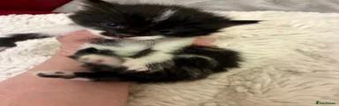 Turkish Angora Kitten 1
