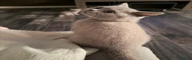 British Shorthair 4