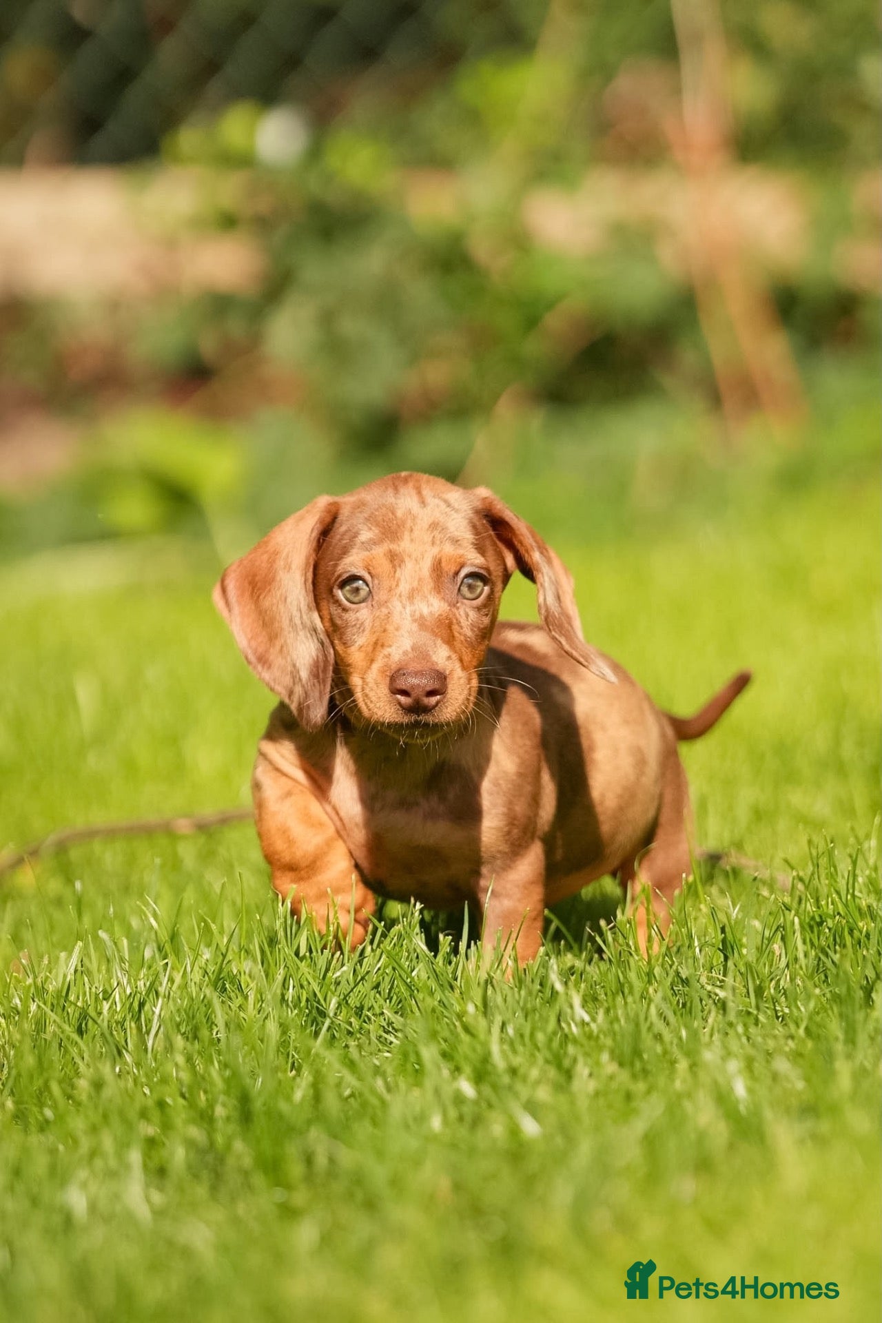 Dachshund dogs *READY NOW* Stunning Wire Haired Dachshunds  - Advert 1