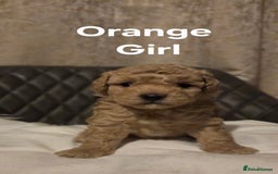 Toy Poodle dogs for sale: TOY POODLE PUPS  - Advert 4