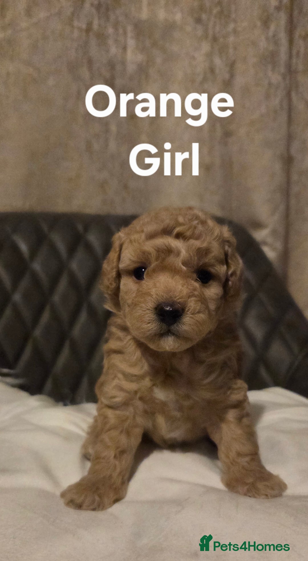 Toy Poodle dogs for sale: TOY POODLE PUPS  - Advert 4