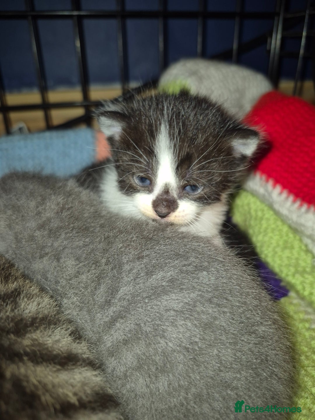 Mixed Breed cats for sale: Beautiful mixed bread kittens  - Image 5