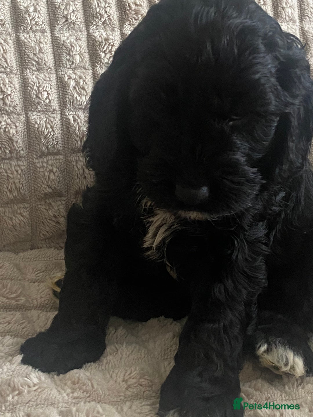 Cockapoo dogs for sale: Beautiful cockapoo puppies - Image 21