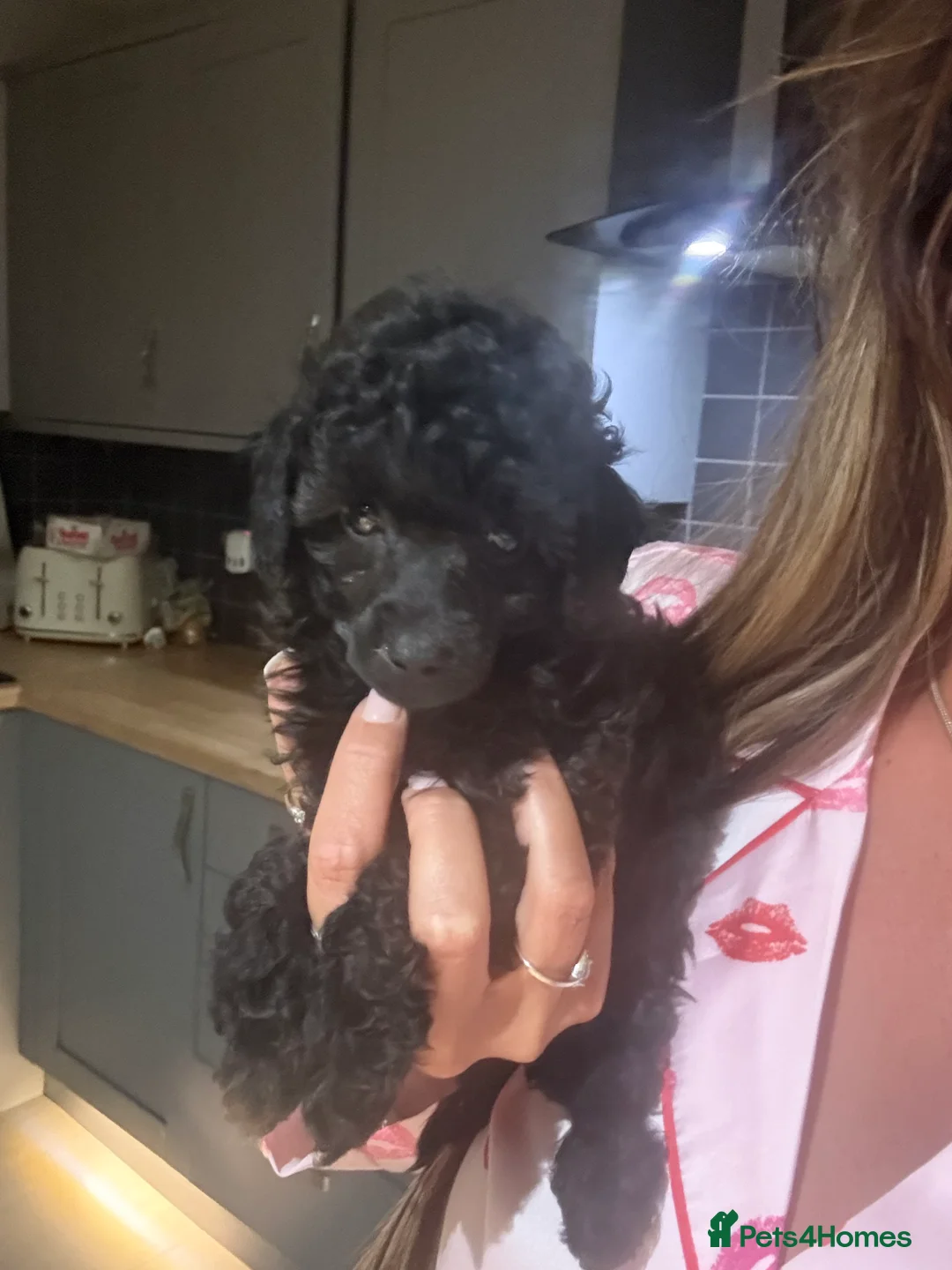 Miniature Poodle dogs for sale: Stunning Kc Poodle Girl 3 Month - Advert 4