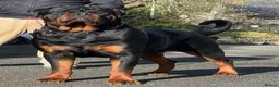 Rottweiler dogs for stud: HUGE KC REG HEALTH TESTED MALE, CHAMPION BLOODLINE - Advert 8