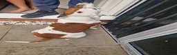 Mixed Breed dogs for stud: Introducing patch  in Redditch - Advert 3