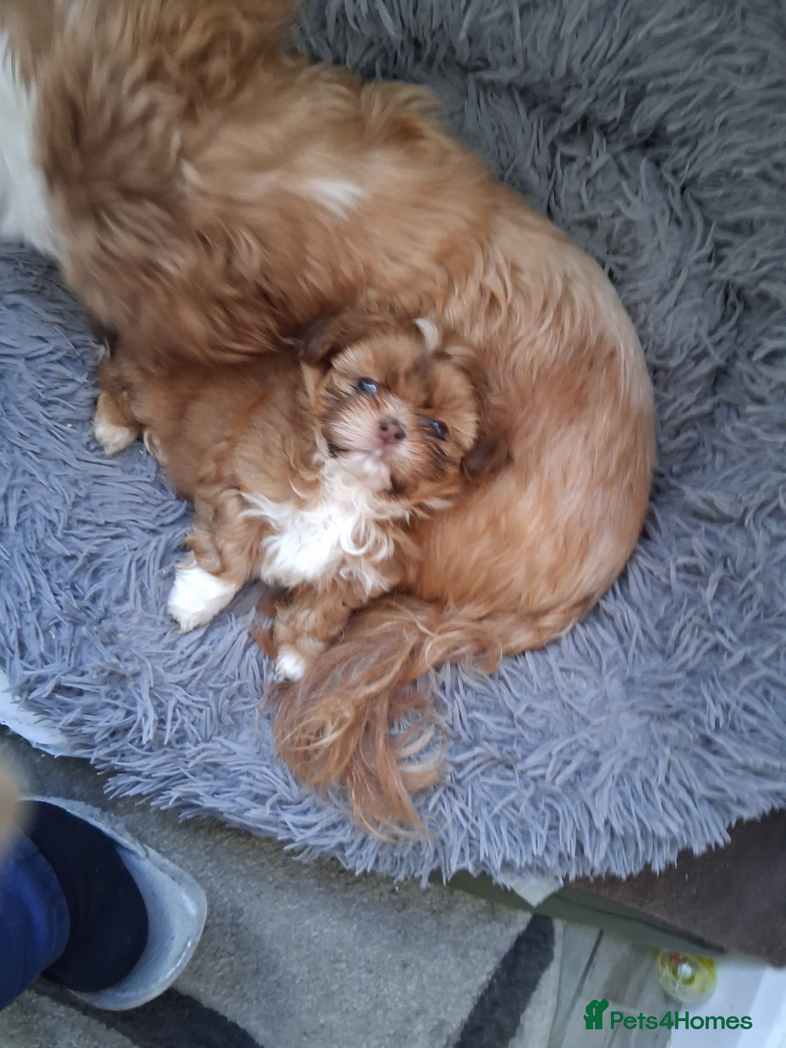 Shih Tzu dogs Stunning imperial shih tzu puppies available. in Barnsley - Advert 1