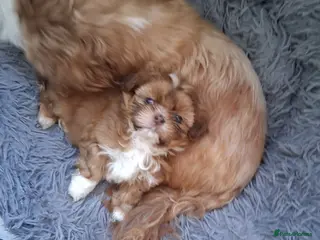 Shih Tzu dogs Stunning imperial shih tzu puppies available. in Barnsley - Advert 1