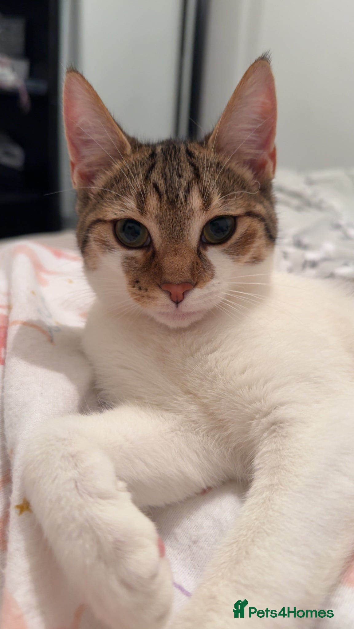 Mixed Breed cats Mix bread kitten  - Advert 1