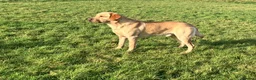 Labrador Retriever dogs for sale: Yellow Labrador puppies in Chard - Advert 7