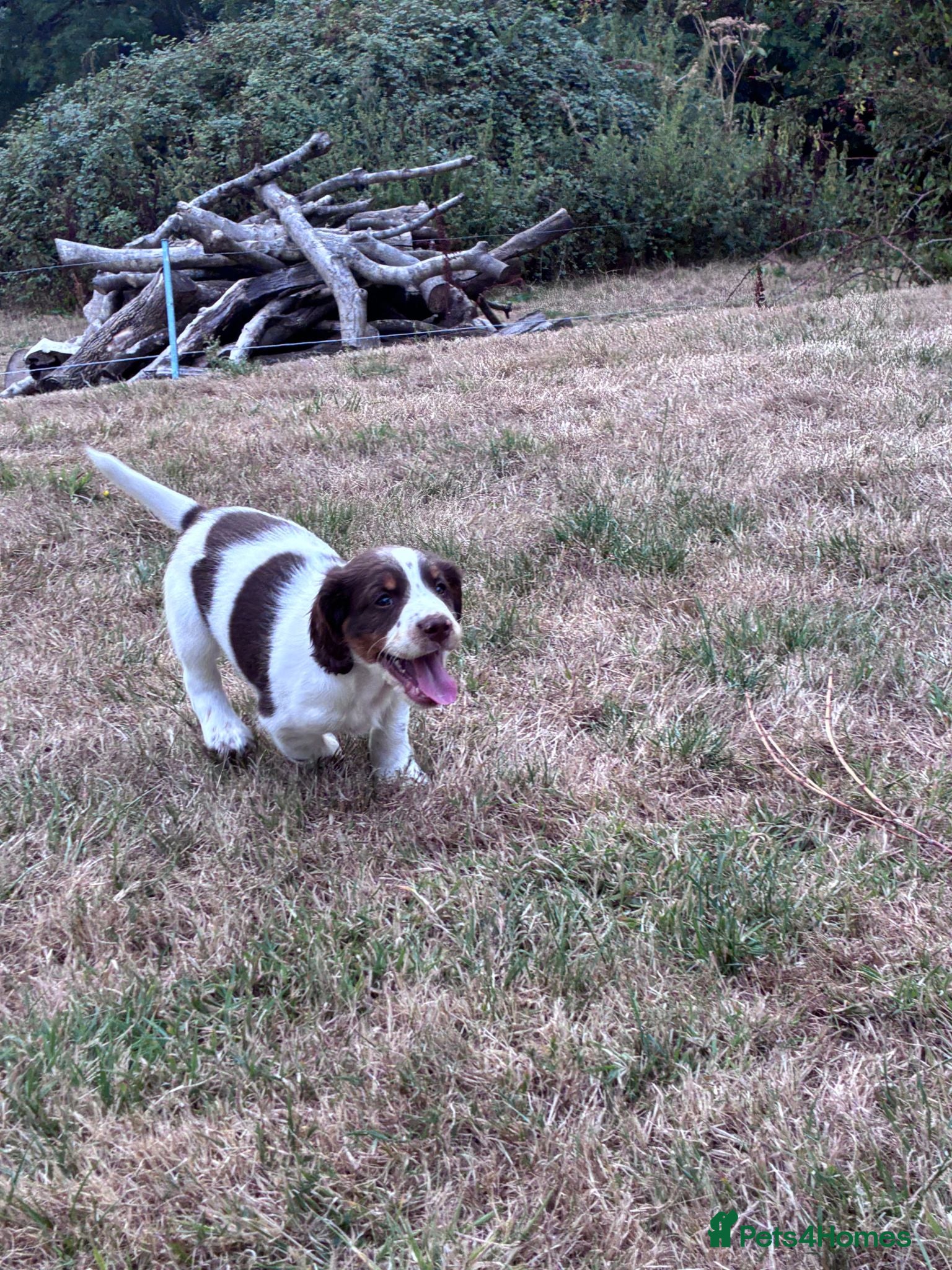 English Springer Spaniel dogs ENGLISH SPRINGER SPANIEL PUPPIES - Advert 2