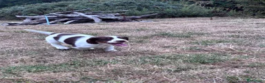 English Springer Spaniel 4 - L&W
