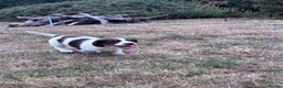English Springer Spaniel dogs for sale: ENGLISH SPRINGER SPANIEL PUPPIES - Advert 2