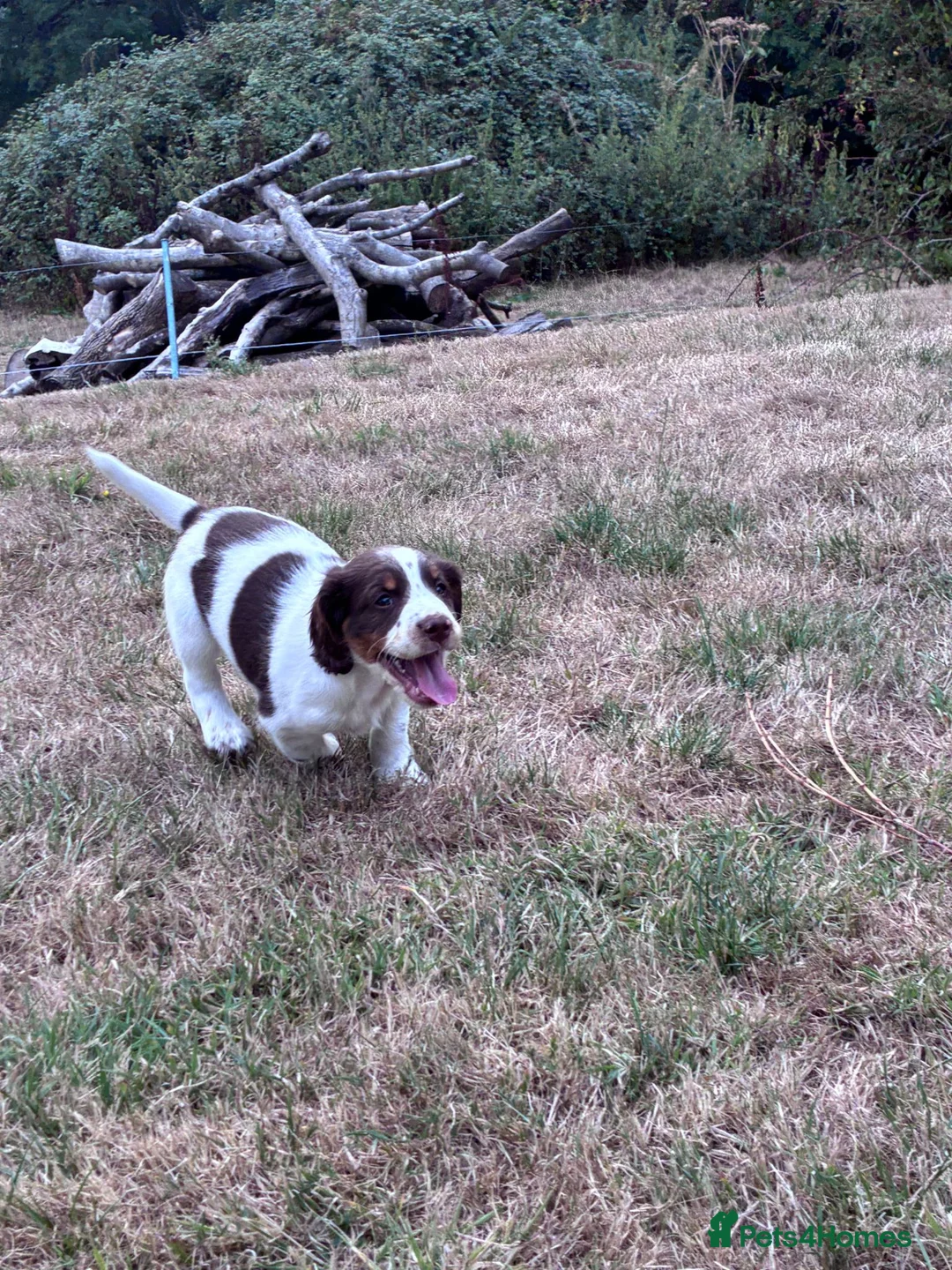 English Springer Spaniel dogs for sale: ENGLISH SPRINGER SPANIEL PUPPIES - Advert 2