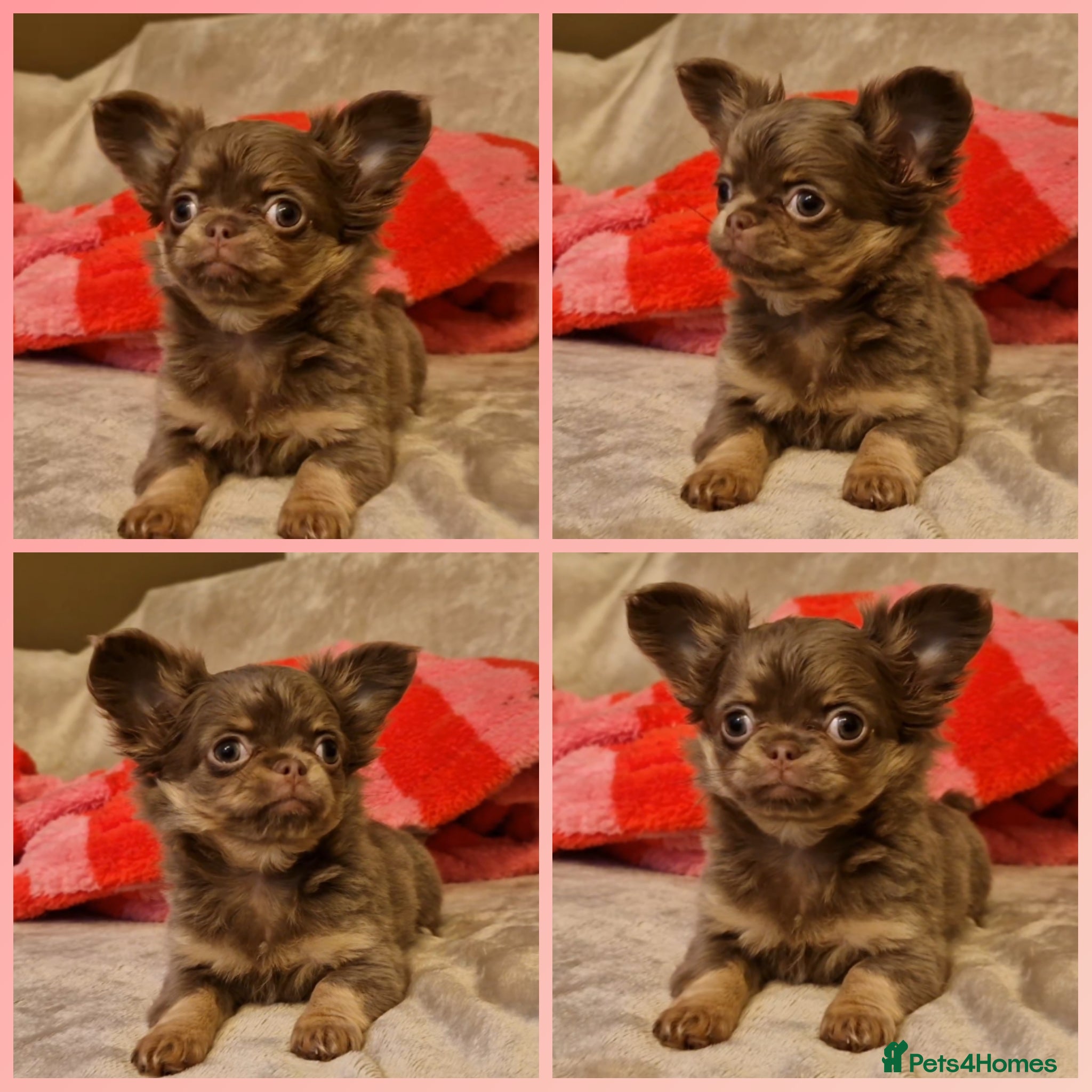 Chihuahua dogs LILAC LONGHAIRED CHIHUAHUAS  - Advert 4