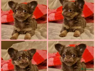 Chihuahua dogs LILAC LONGHAIRED CHIHUAHUAS - Advert 4