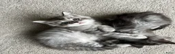 Ragcoon cats for sale: 3 Gorgeous Ragcoons - Advert 3