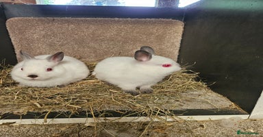 Netherland Dwarf rabbits - Advert 15