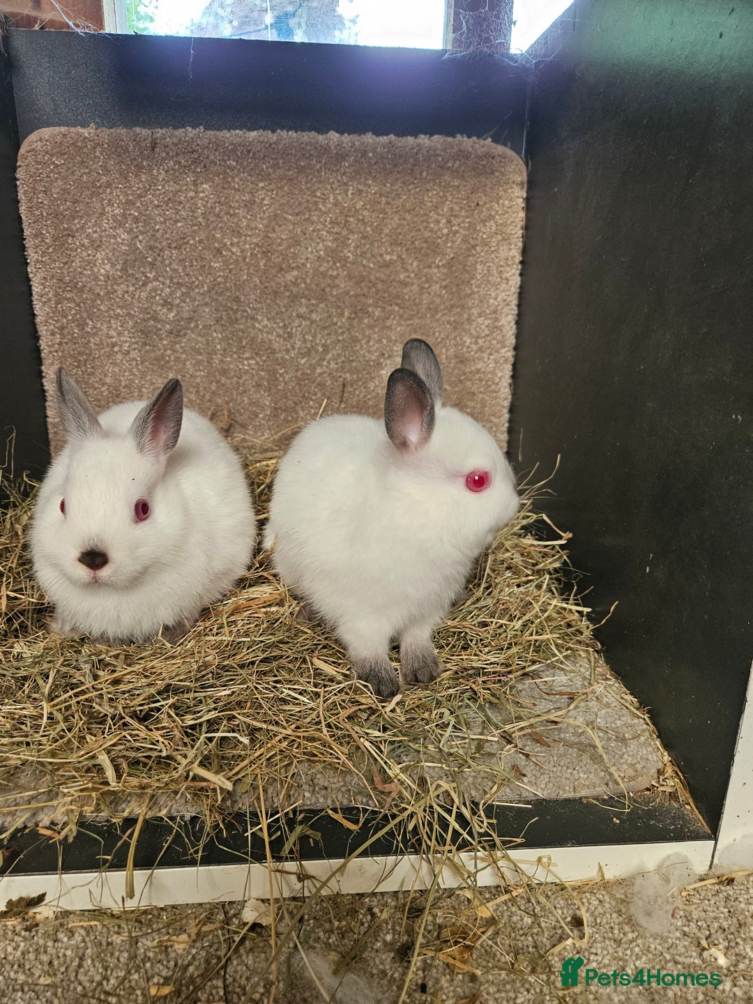 Netherland Dwarf rabbits for sale: Pure Bred Himalayan Netherland Dwarfs  - Image 2