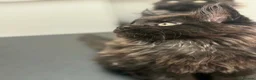 Maine Coon cats for sale: Tica registered black smoked male Maine coon - Advert 9