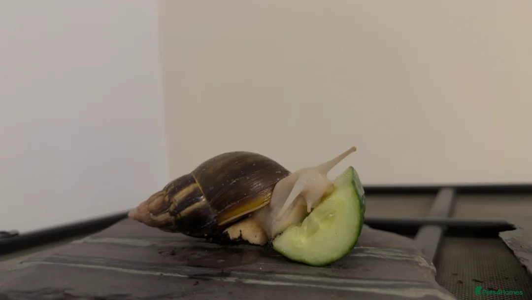 Snails invertebrates for sale: 2 Giant, Jade African Land Snails - Advert 2