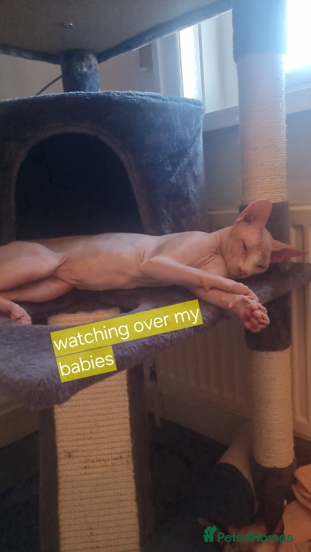 Sphynx cats for stud: Beautiful strong sphynx boy in Dewsbury - Advert 5