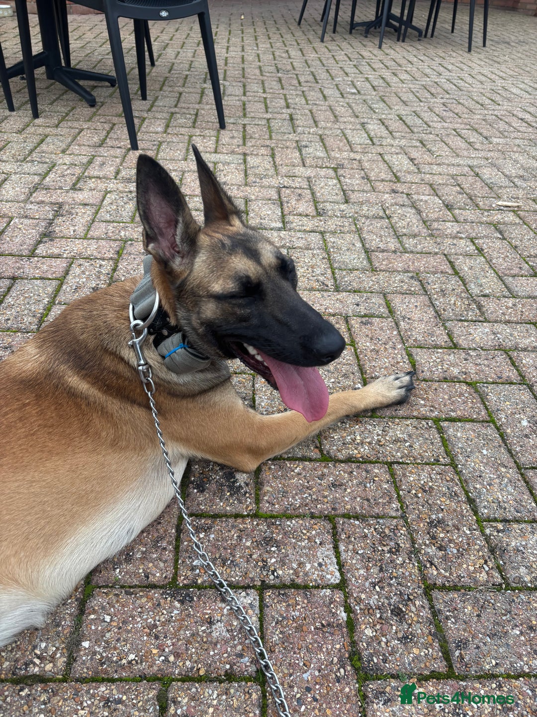 Belgian Shepherd Dog dogs for sale:  Sadie 1 Year Old Belgian Malinois, Smart & Loving - Advert 5