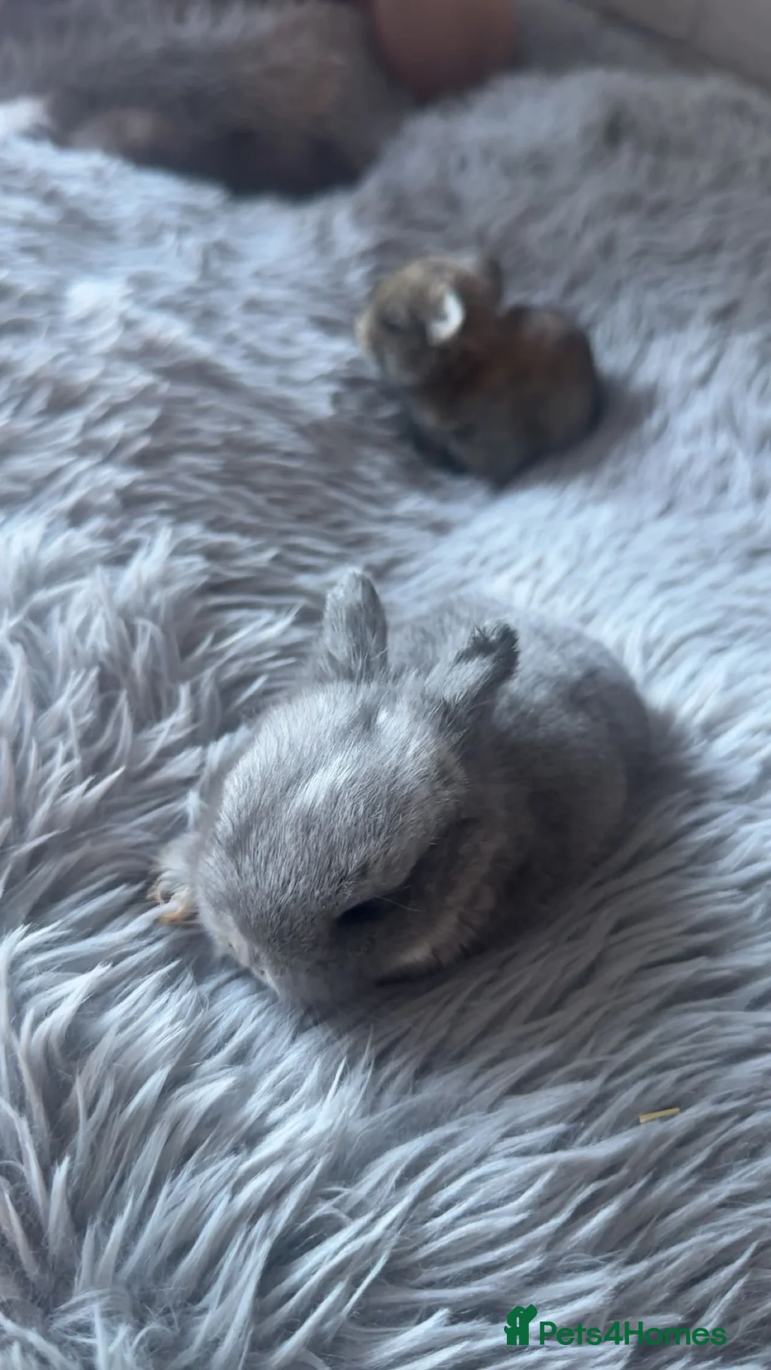Mini Lop rabbits for sale: Mini lops - Advert 2