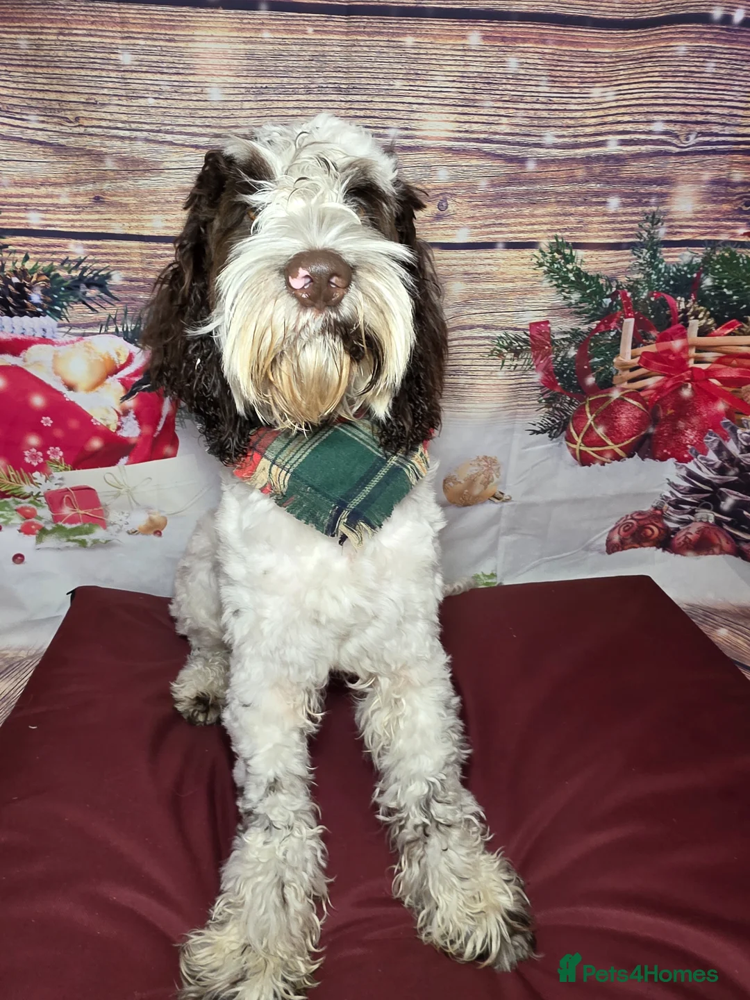 Cockapoo dogs for sale: 1 year old Cockapoo looking for new 🏡 - Advert 2