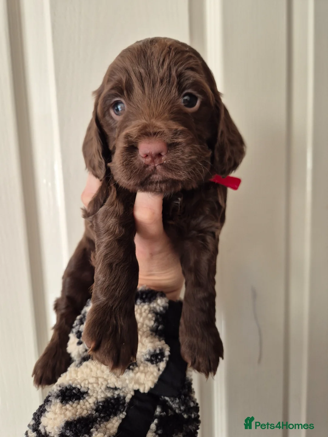 Sprocker dogs for sale: 4 GIRL SPROCKERS AVAILABLE 5th july  - Advert 1